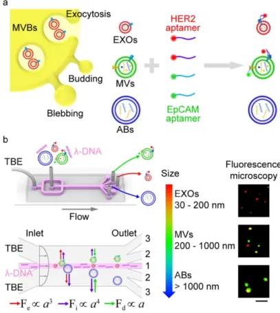 Figure 7: Aptamer-based analysis and λ-DNA microfluidic sorting of different EV populations, such as exosomes (EXOs, red),  microvesicles (MVs, green), and apoptotic bodies (ABs, blue) in TBE buffer