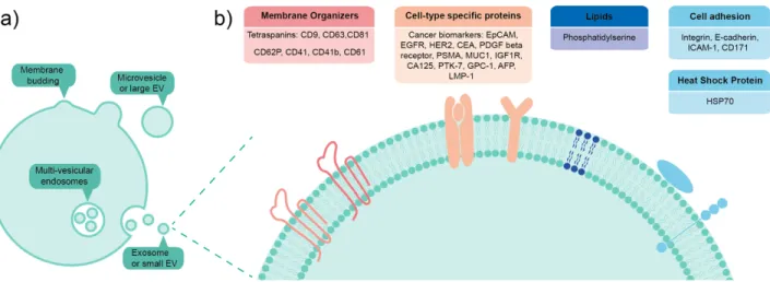 Figure 1: a) EVs are lipid vesicles that originate from parent cells and are often categorized by their excretion mechanism, whether  they  bud  from  the  cell  plasma  membrane  or  whether  multi-vesicular  endosomes  fuse  with  the  plasma  membrane  