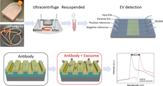 Figure 2: Schematic principle of host and parasite EV differentiation in an anti-CD63 antibody-coated microfluidic chip coupled to  a photonic crystal biosensor