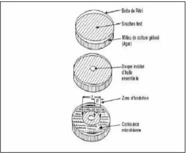 Figure 5 : Schéma illustrant la méthode des aromatogrammes  ( www.memoireonline.com)  