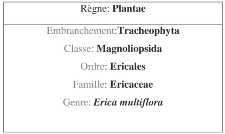 Tableau 2 : Taxonomie des Erica multiflora (  Harnafia et al.,  2007 )