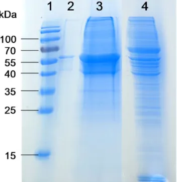 Figure 5. The 53-kDa marker identified as vimentin. After purification by chromatography and electrophoresis, the 53-kDa marker was cleaved by proteases