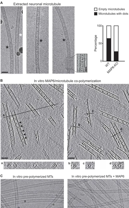 Fig. 1. MAP6 localizes inside microtubules. (A) Cryo–electron microscopy images showing the two types of microtubules extracted from primary cultured neurons of  mouse embryos