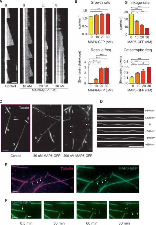 Fig. 2. MAP6 promotes the growth of stable, curved microtubules. (A) Kymographs show microtubules grown from GMPCPP seeds (S) in the presence of 10   M tubu- tubu-lin and 0 (control), 10, 20, or 30 nM MAP6-GFP (n = 93, 41, 38, and 40 microtubules, respect