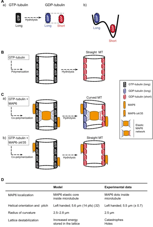 Fig. 5. MAP6 induces microtubule bending: The frustrated core-shell model. (A) After GTP hydrolysis, the GDP-bound tubulin protofilaments can exist in two distinct  states (a), with slightly differing elongations (see Supplementary Text): a long tubulin st