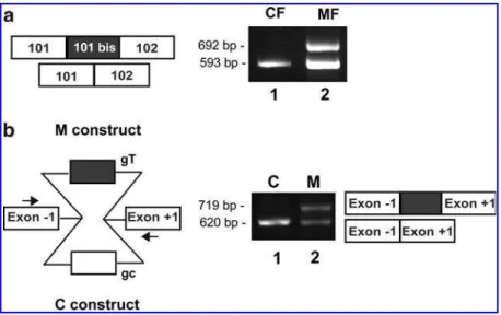 FIG. 2. Characterization of the paternal c.14646 + 2563C &gt; T mutation. (a) RT-PCR performed on CF and MF cells differ- differ-entiated during 4 days