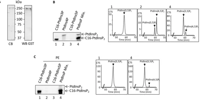 Figure 1 Purification and substrate specificity of recombinant PIKfyve