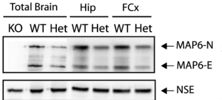 Fig. 1.  STOP/MAP6 protein level in control mice. Both MAP6-N  and MAP6-E protein levels were lower in heterozygous (Het)  STOP mice brain tissue than in wild type (WT)