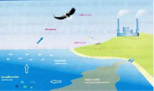 Figure 3 : Transfert et  bioaccumulation de la dioxine dans une chaine alimentaire  (INRA, 2004) 