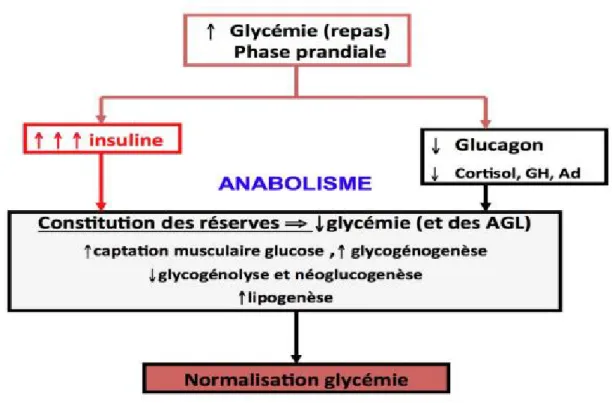 Figure 03 : Régulation de la glycémie (anabolisme) (Mourot ,2014).  