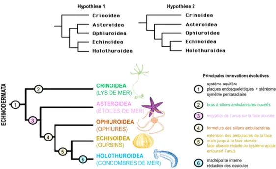 Figure 02 : Arbre phylogénétique et innovations évolutives (selon l'hypothèse 2) des 5 classes  d'échinodermes actuelles 