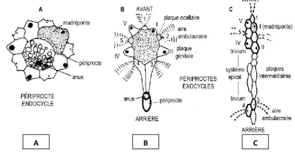 Figure 07: Différentes dispositions du périprocte et du système apical chez les échinides (A = système  apical penta basal; B et C = système apical tétra basal; chiffres romains = plaques génitales; chiffres 