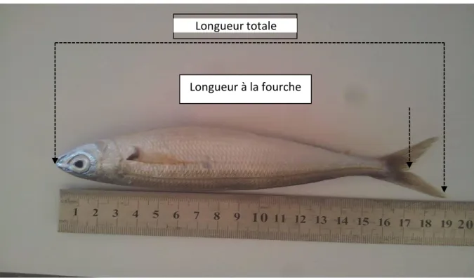 Figure 11. Mensurations effectuées sur un individu de Boops boops. 