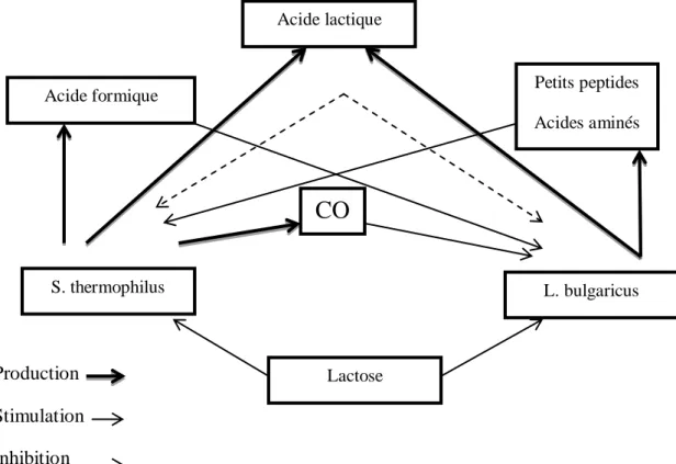 Figure 1. Interaction de Streptococcus thermophilus et Lactobacillus  bulgaricus en culture mixte dans le lait (Mahaut et al., 2000) 