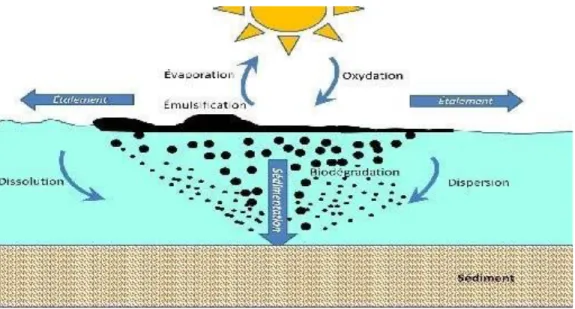 Figure 02 : Devenir des hydrocarbures pétroliers dans la colonne d’eau et dans les sédiments  (Rouidi, 2014) 