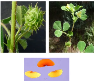 Figure 13 : Feuilles, fleurs, gousses et graines de Medicago truncatula Gaertn  ( U http://www.tela-botanica.org U /)  