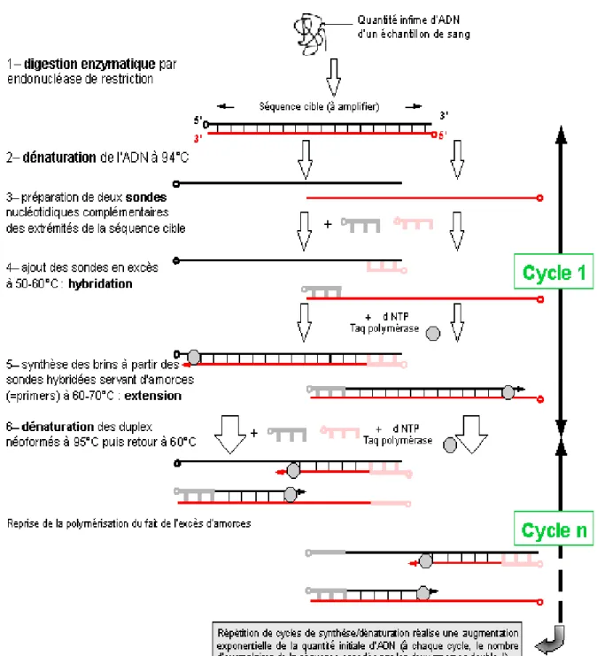 Figure 26 : principe de l’amplification in vitro (PCR) 