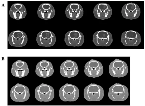 Figure 4  Synchrotron Computed Tomography. Ten consecutive CT images (slice thickness: 1mm) of  the rat head of two representative animals: A) Untreated animal, imaged 18 days after tumor 