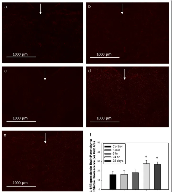 Fig. 10 Representative images of immunofluorescence expression of IL-1 β in the cerebral parenchyma of (a) control rats, or tissues collected from rats treated with 1 mg/kg TiO 2 (IV) at (b) 5 min; (c) 6 h; (d) 24 h; or (e) 28 days post-treatment