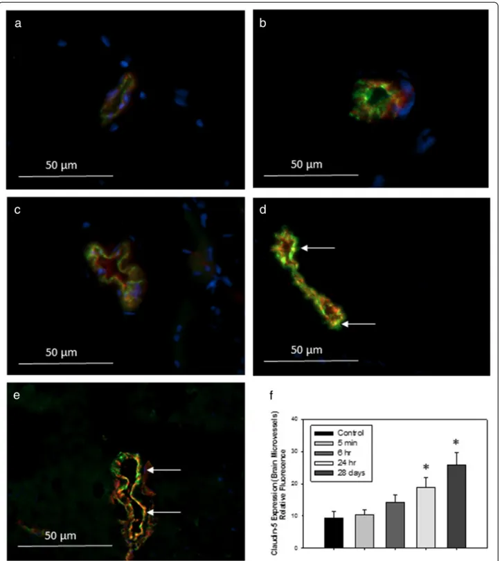 Fig. 5 Representative images of immunofluorescence expression of tight junction protein claudin-5 (red) and endothelial cell marker vonWillebrand factor (vWF, green) in the cerebral microvasculature of (a) control rats, or tissues collected from rats treat