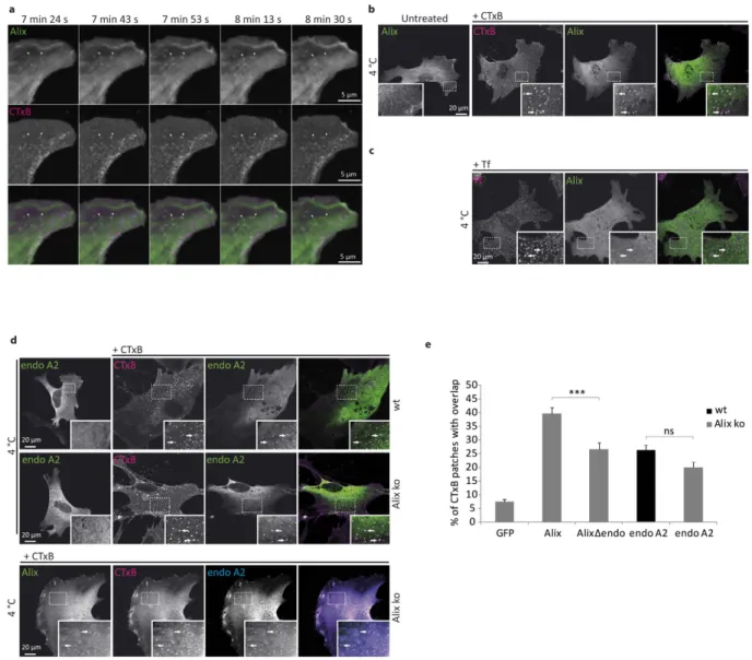 Figure 5.  Alix and endophilin A2 relocalise to CTxB labeled membrane patches. (a) Images from time-lapse  video microscopy, acquired by spinning-disk confocal microscopy of an Alix ko MEF expressing GFP-Alix  5 min after addition of CTxB-TRITC