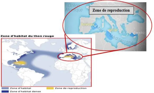 Figure 03 : Zone d'habitat et de reproduction du thon rouge dans le monde et en méditerranée  (Source : CICTA)