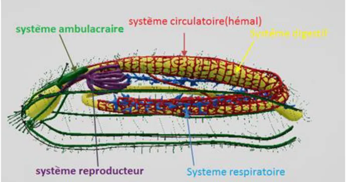 Figure 03 : Anatomie interne d’une holothurie (MetaMorphos, 2020).