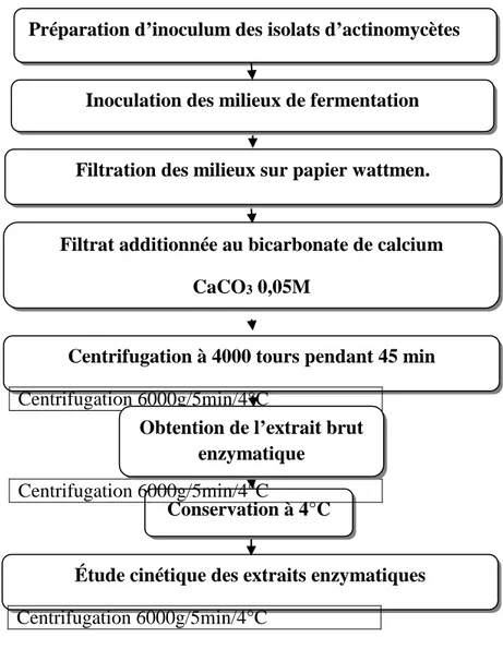 Figure 8 : Diagramme d’obtention de l’extrait enzymatique des isolats d’actinomycètes