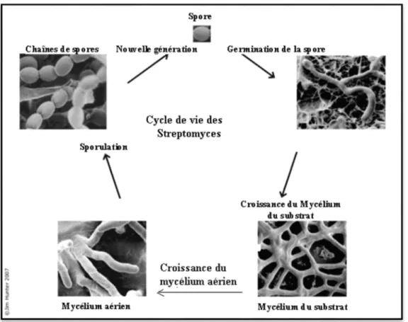Figure 3 : Cycle de vie des Streptomyces SP (floyd et al ,1987) 