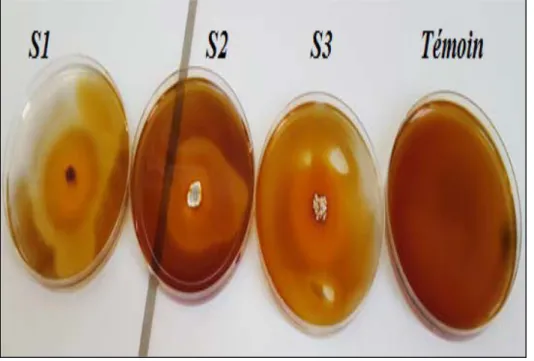 Fig. 9 : Test positif d’hydrolyse de l’amidon en présence des isolats de Streptomyces sp