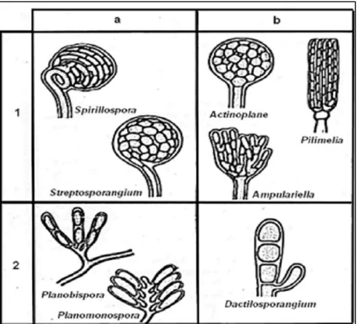 Figure 10 : Type des sporanges chez quelques genres d’actinobactéries (Larpent et sanglier, 1989)  a)  Sur le mycélium secondaire,  