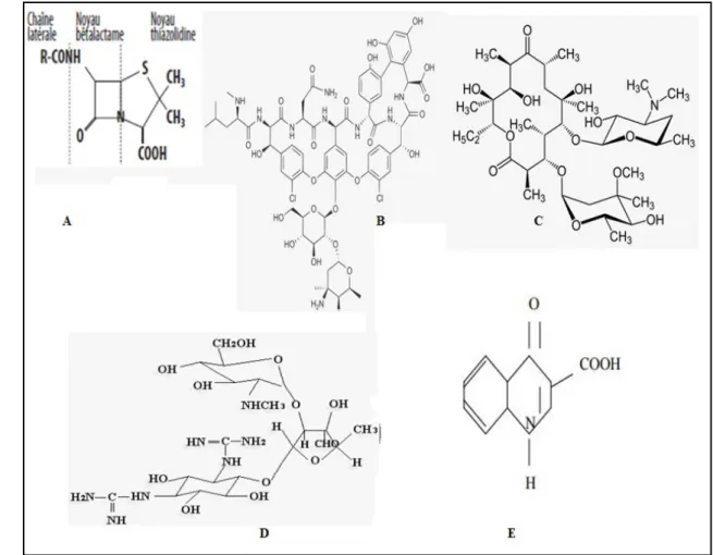 Figure 13 : Les structures chimiques des cinq grandes familles des antibiotiques (Prescott et al.,  2010)