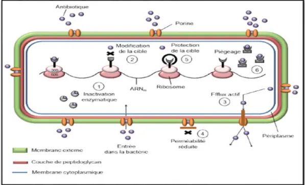Figure 16 : Les différents mécanismes de résistance aux antibiotiques dans une bactérie Gram  négative, adapté de Guardabassi et Courvalin (2006)
