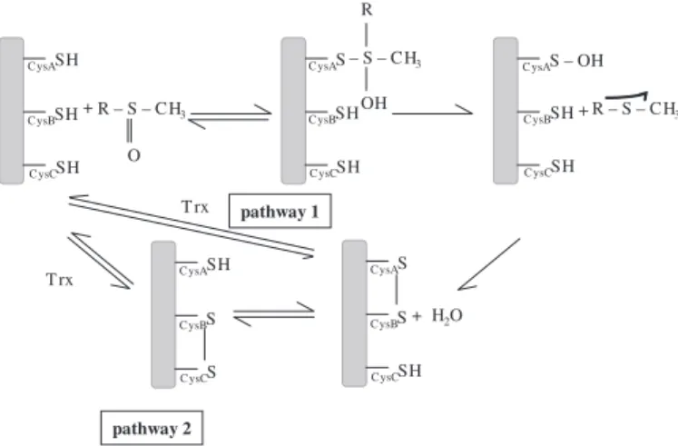 FIGURE 1. Catalytic mechanism of the different subclasses of MsrAs. The mechanism implicates two or three cysteinyl residues, depending on the  sub-class (CysA, CysB, and possibly CysC) (17)