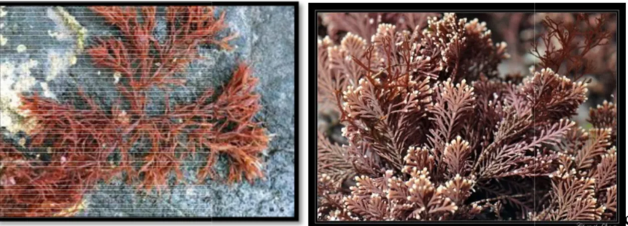 Figure 3. L’algue rouge Lomentaria droite).