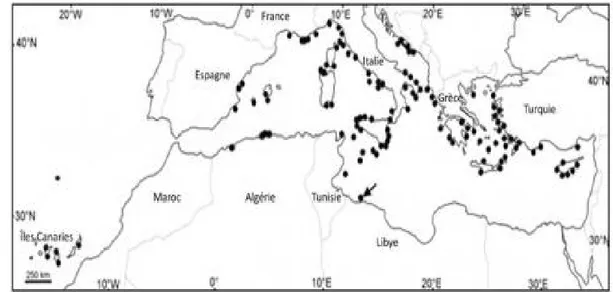 Figure  6.  Première identification de  Caulerpa  racemosa en Libye en 1991 (flèche) et 