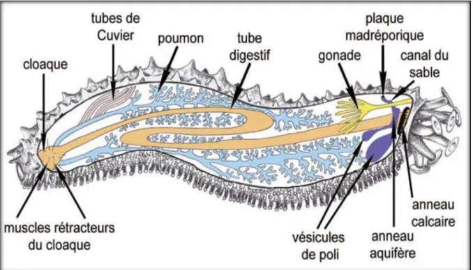 Figure 03 : Anatomie interne d’une holothurie aspidochirote (Samynet al., 2006). 