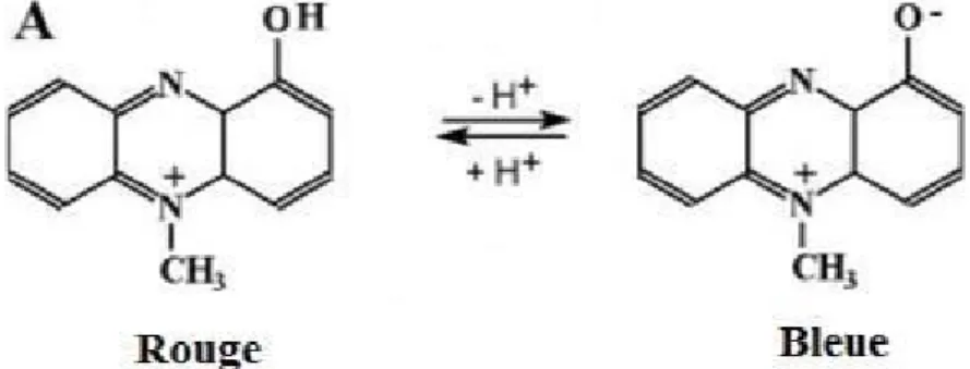 Figure 5: Formule développée de la pyocyanine en milieu acide et en milieu  basique (Baraket, 2012) 