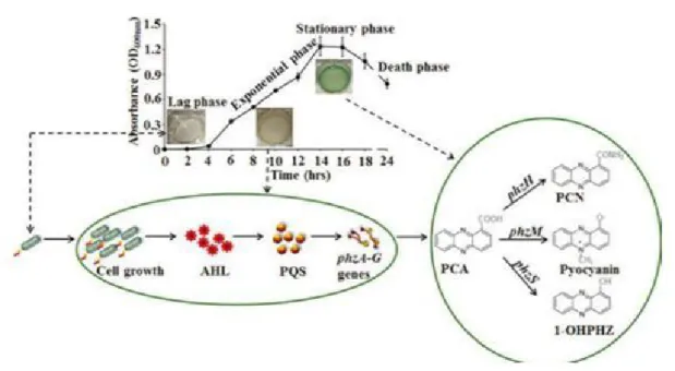 Figure 6 : Schéma de la production de phénazine (pyocyanine) par P. aeruginosa (Das et  al., 2016)