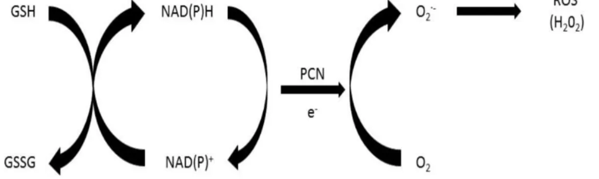 Figure 7 : Mécanisme du stress oxydatif induit par les PCN (Hall et al., 2016). 