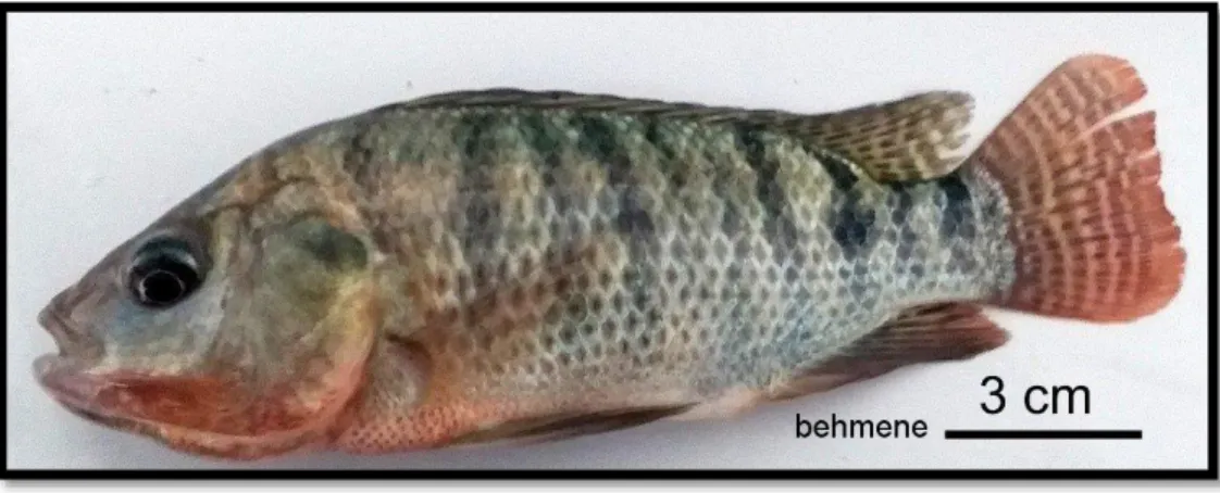 Figure 4 : Tilapia de Nile (femelle) O. niloticus en captivité au Laboratoire (LSTPA) 