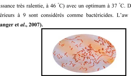 Tableau 5.  Classification  de  Salmonella  typhi  selon  bergey’s  Manuel  (2001)  est  classée comme suit : 