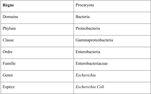 Tableau  06.  Classification de Escherichia coli  Selon  Bergeys  Manuel  (2007)  appartient au :  Règne  Procaryota  Domaine  Bacteria  Phylum  Proteobacteria  Classe  Gammaproteobacteria  Ordre  Enterobacteria  Famille  Enterobacteriaceae  Genre  Escheri