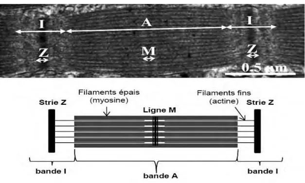 Figure 2.  Structure d’un sarcomère observé en microscopie électronique (en haut) et schématisé (en bas) (Listrat et al., 2015) 