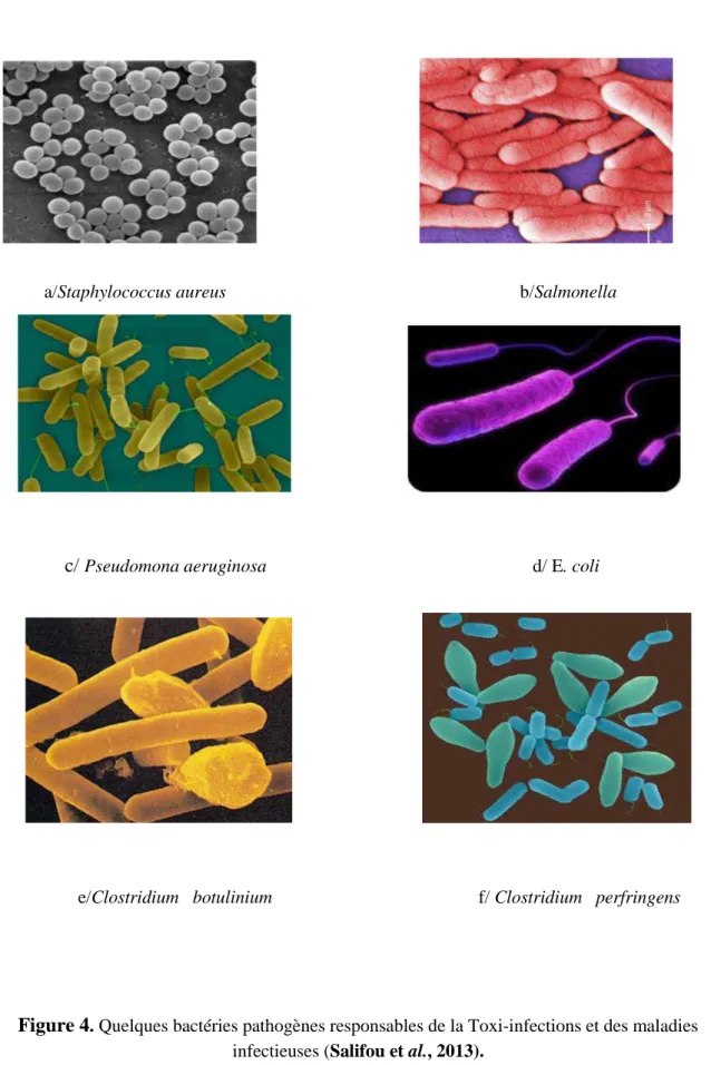 Figure 4 . Quelques bactéries pathogènes responsables de la Toxi-infections et des maladies  infectieuses (Salifou et al., 2013)