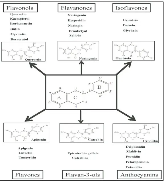 Figure 4. Classiﬁcation et exemples des ﬂavonoïdes et de leurs structures chimiques  (Hossain et al., 2016)