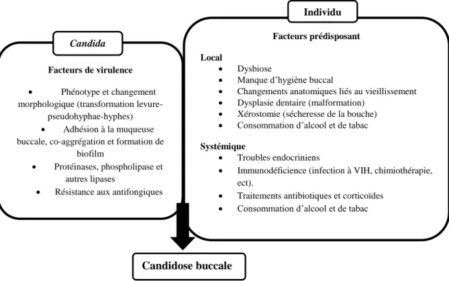 Figure 13. Facteurs impliqués dans la pathogenèse de la candidose buccale (Quindós et al.,  2019) 