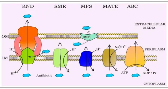 Figure 16. Schéma représentant les 5 familles de transporteurs d’efflux bactériens : RND,  SMR, MFS, MATE et ABC (Blanco et al., 2016)