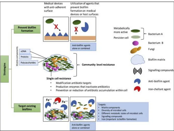 Figure 17. Diagramme montrant un profil commun de biofilm, les mécanismes de résistance  aux antibiotiques et les stratégies antibiofilm possibles (Ribeiro et al., 2016)