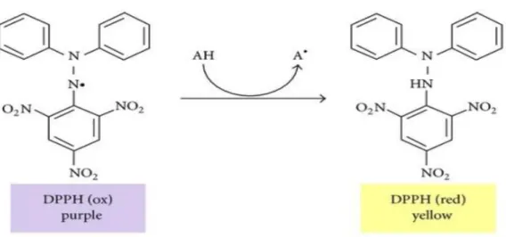 Figure 22. Réaction de réduction du radical DPPH par un antioxydant (Teixera et al., 2013)